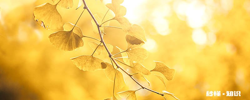 冬天落叶的树有哪些 有哪些树冬天会落叶