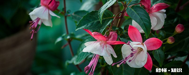 灯笼花的养殖方法和注意事项 灯笼花的种植方法和注意事项
