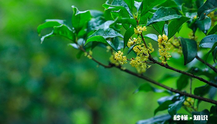 桂花怎么修剪枝叶 桂花修剪枝叶的方法
