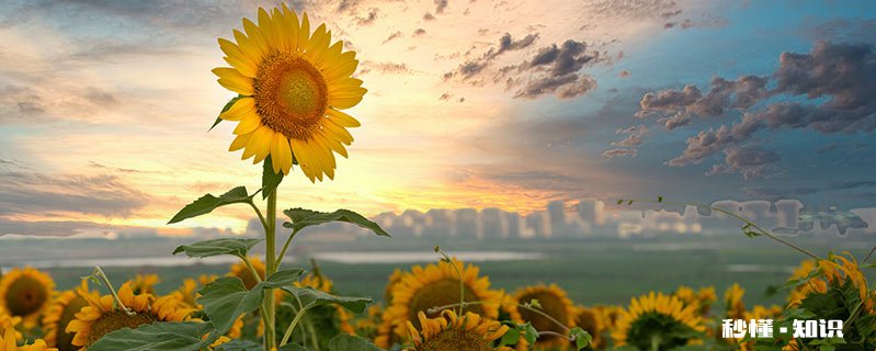 太阳花的养殖方法和注意事项 太阳花的养殖方法