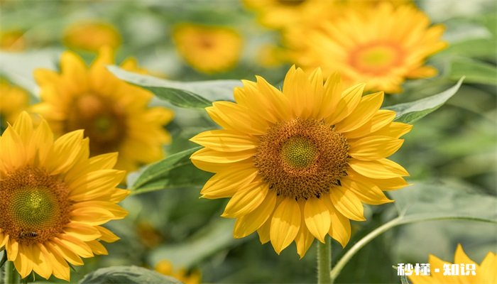 太阳花的养殖方法和注意事项 太阳花的养殖方法