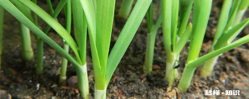韭菜施什么肥 韭菜怎么施肥