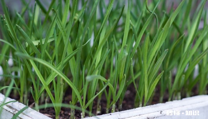 韭菜施什么肥 韭菜怎么施肥
