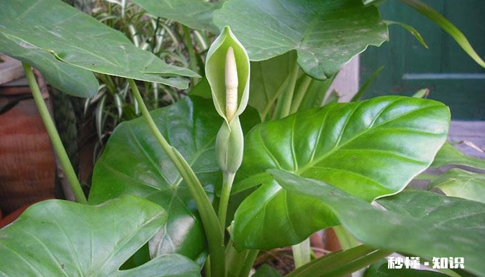 室内不宜养的花有哪些 室内不宜养的花