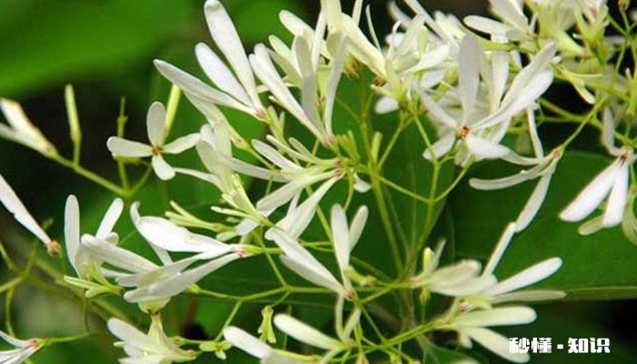 室内不宜养的花有哪些 室内不宜养的花