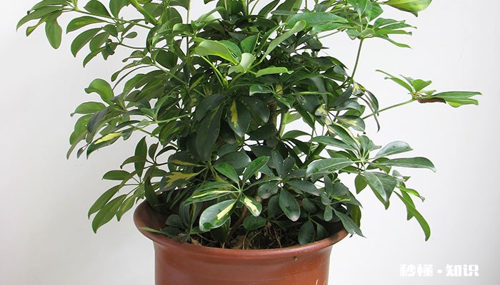 幸福树太高了怎么修剪 幸福树太高了如何修剪