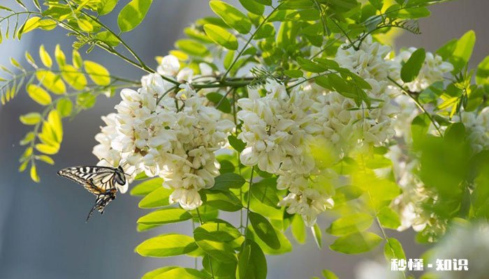 槐花什么时候开 槐花的开花时间