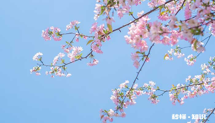 海棠花语 海棠花语是什么