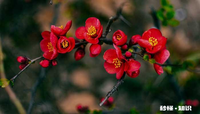 海棠花语 海棠花语是什么