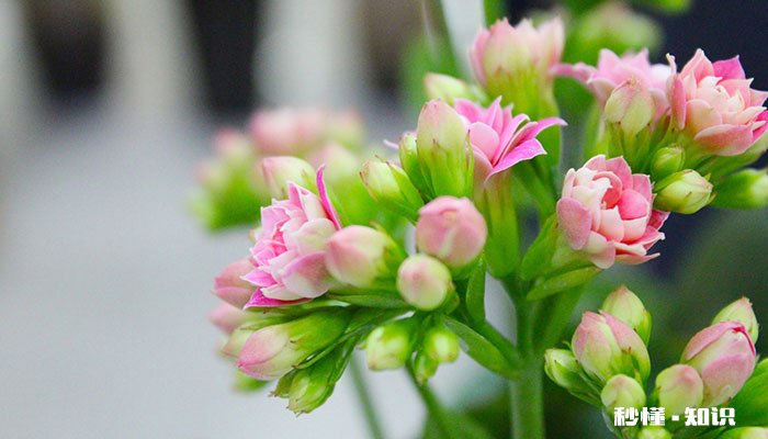 长寿花施什么肥 长寿花怎么施肥