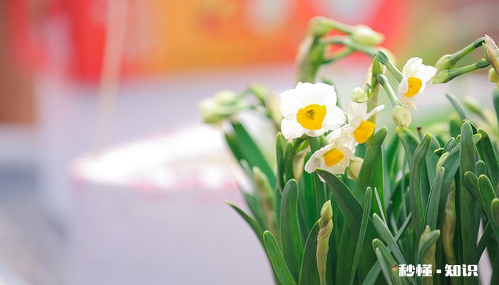 室内养的花有哪些 有哪些室内养的花