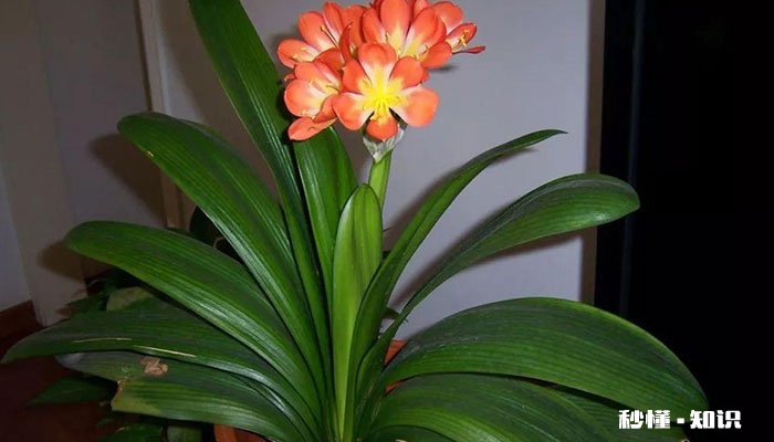 室内养的花有哪些 有哪些室内养的花