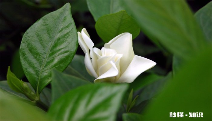 栀子花怎么修剪 栀子花的修剪方法