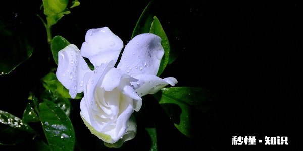 栀子花怎么修剪 栀子花的修剪方法