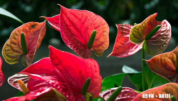 火鹤的养殖方法和注意事项 火鹤的养殖方法