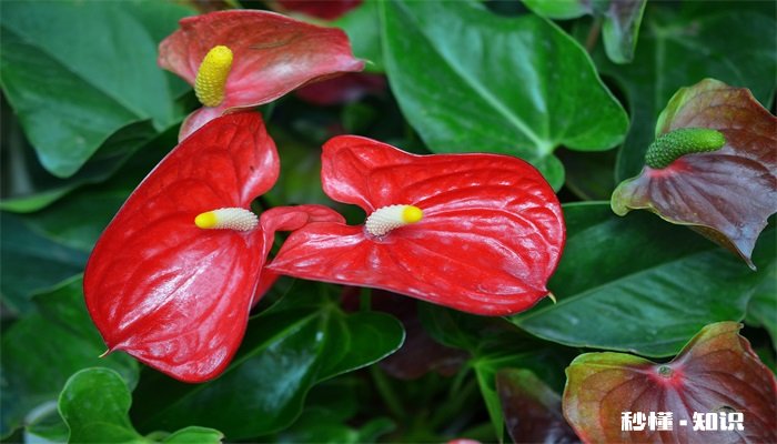 火鹤的养殖方法和注意事项 火鹤的养殖方法