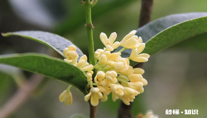 九里香怎么修剪 九里香的修剪方法