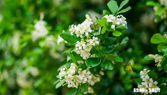 九里香怎么修剪 九里香的修剪方法