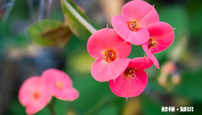 盆栽海棠怎么修剪 盆栽海棠如何修剪