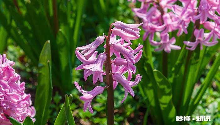 风信子有毒吗 风信子有没有毒