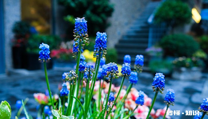 风信子有毒吗 风信子有没有毒