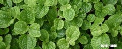 盆栽薄荷怎么修剪 盆栽薄荷的修剪方法