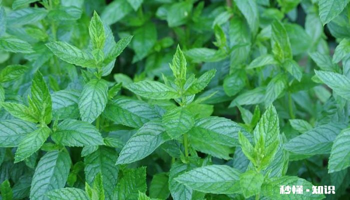 盆栽薄荷怎么修剪 盆栽薄荷的修剪方法