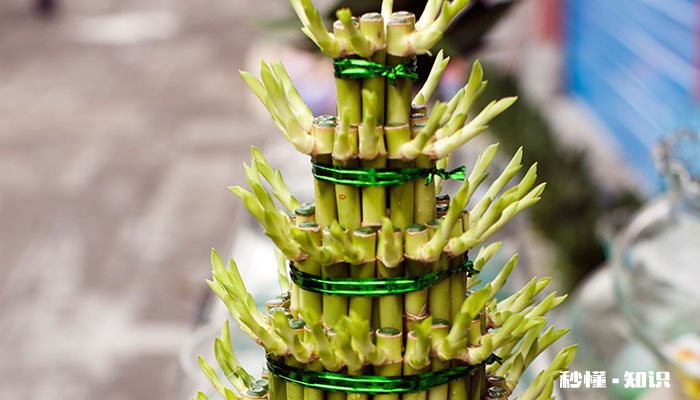 盆栽富贵竹的养殖方法和注意事项 盆栽富贵竹的养殖方法