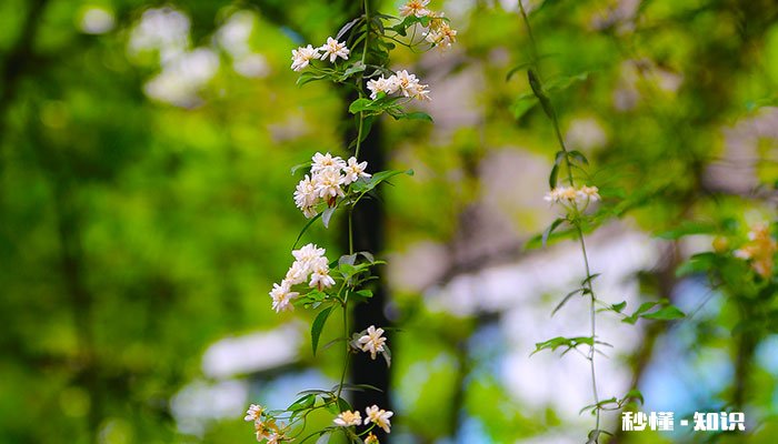 七里香的养殖方法和注意事项 七里香的养殖方法