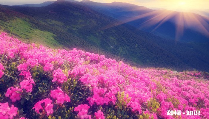 杜鹃花有毒吗 杜鹃花有没有毒