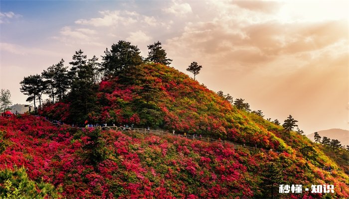 杜鹃花有毒吗 杜鹃花有没有毒