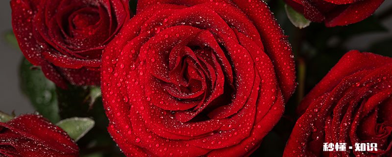 玫瑰花的养殖方法和注意事项 玫瑰花的养殖方法和注意事项有哪些