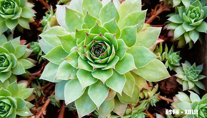 观音莲花语 观音莲花语是什么