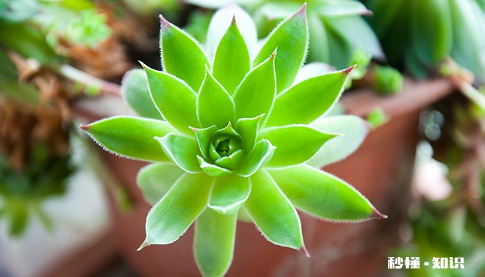 观音莲花语 观音莲花语是什么