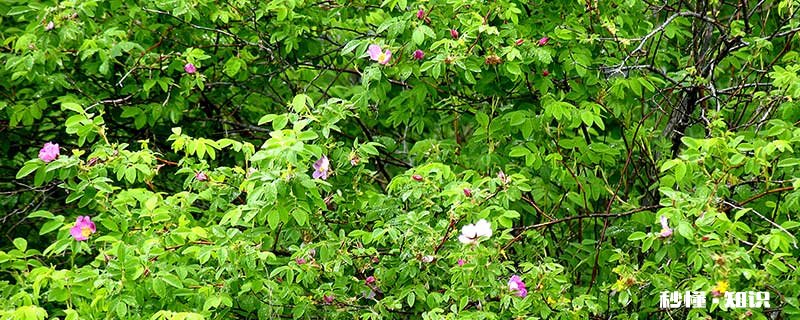 野蔷薇花语 野蔷薇花语是什么