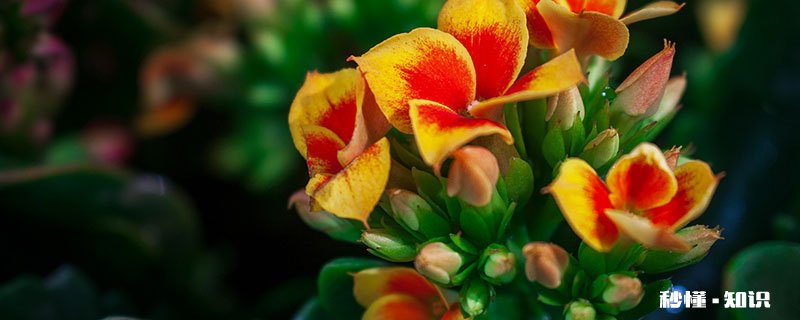 长寿花施什么肥最好 长寿花最好施什么肥