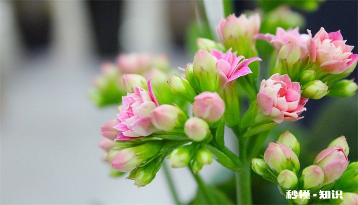 长寿花施什么肥最好 长寿花最好施什么肥