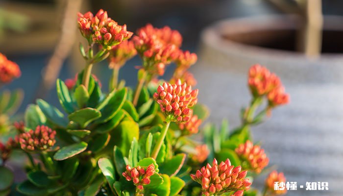 长寿花施什么肥最好 长寿花最好施什么肥