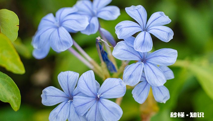 蓝雪花怎么修剪 蓝雪花的修剪方法