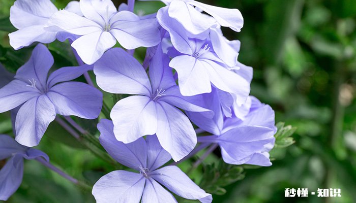 蓝雪花怎么修剪 蓝雪花的修剪方法