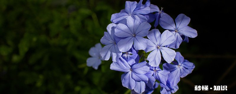 蓝雪花怎么修剪 蓝雪花的修剪方法