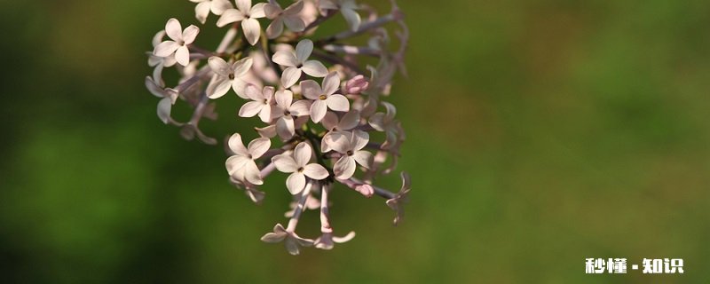 丁香花的养殖方法和注意事项 丁香花的养殖方法和注意事项有哪些