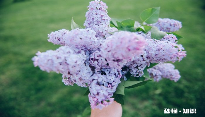 丁香花的养殖方法和注意事项 丁香花的养殖方法和注意事项有哪些