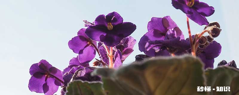 非洲紫罗兰的养殖方法和注意事项 非洲紫罗兰的养殖方法
