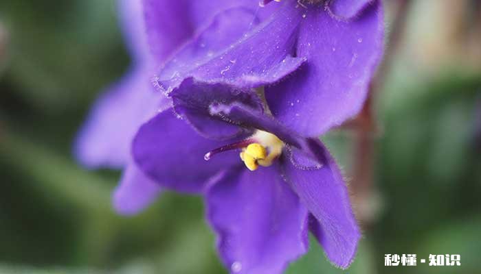 非洲紫罗兰的养殖方法和注意事项 非洲紫罗兰的养殖方法