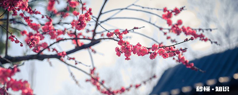 红梅怎么修剪 红梅的修剪方法