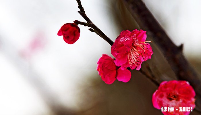 红梅怎么修剪 红梅的修剪方法