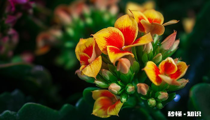 水培的花有哪些 有哪些水培的花