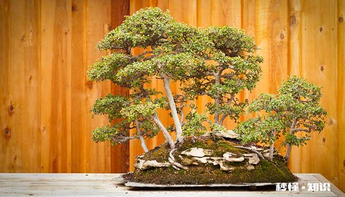 榆树盆景施什么肥 榆树盆景施哪些肥