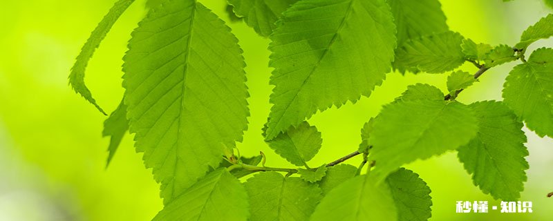 榆树盆景施什么肥 榆树盆景施哪些肥